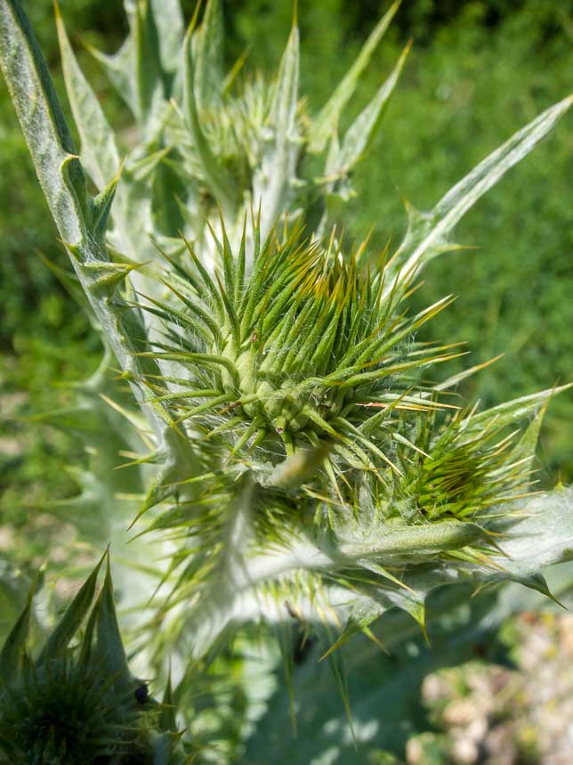 Onopordum acanthium /Onopordo tomentoso
